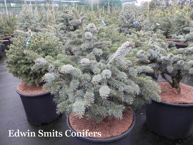 Picea sitchensis 'Hyperion'